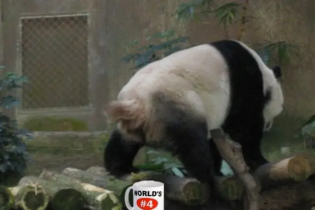 Yes, that is a panda pooping